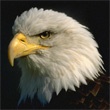 http://ex-con.narod.ru/avatars/eagle.jpg