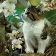 Котенок
